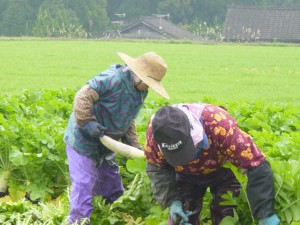 【薩摩つけもの工房】大根収穫の風景 【薩摩つけもの工房】大根収穫の風景